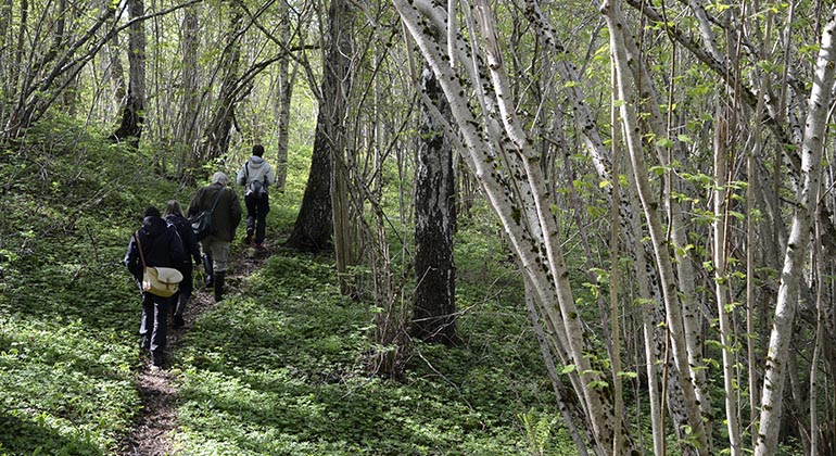 Snavlunda, lövskog i vitsippetid.