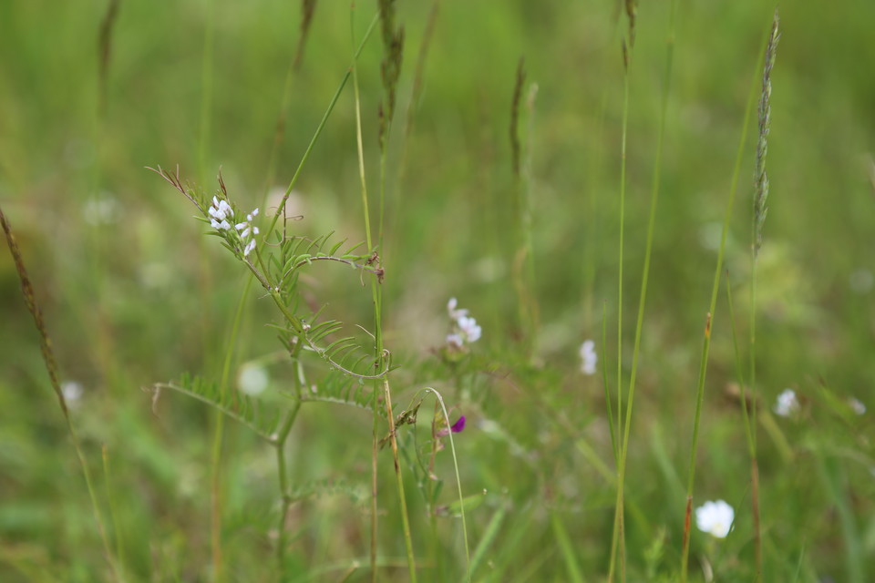 Duvvicker (Vicia hirsuta)