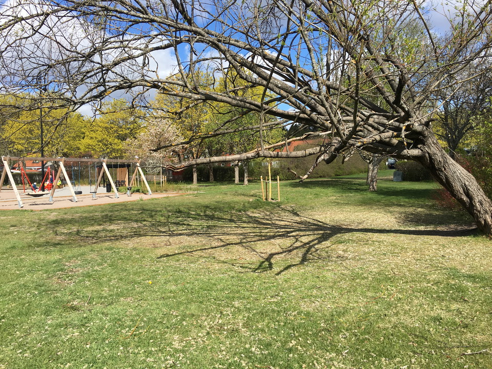 Träd och gungor inbjuder till rörelse