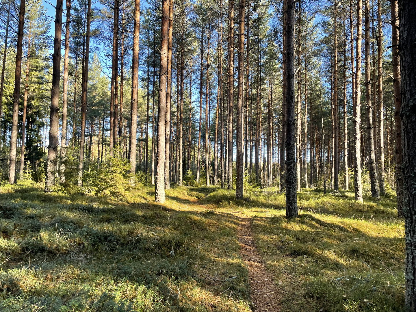 Terrängspår på stig genom fin gran- och tallskog