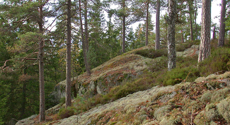 En brant täckt med ris och lav med äldre barrträd.