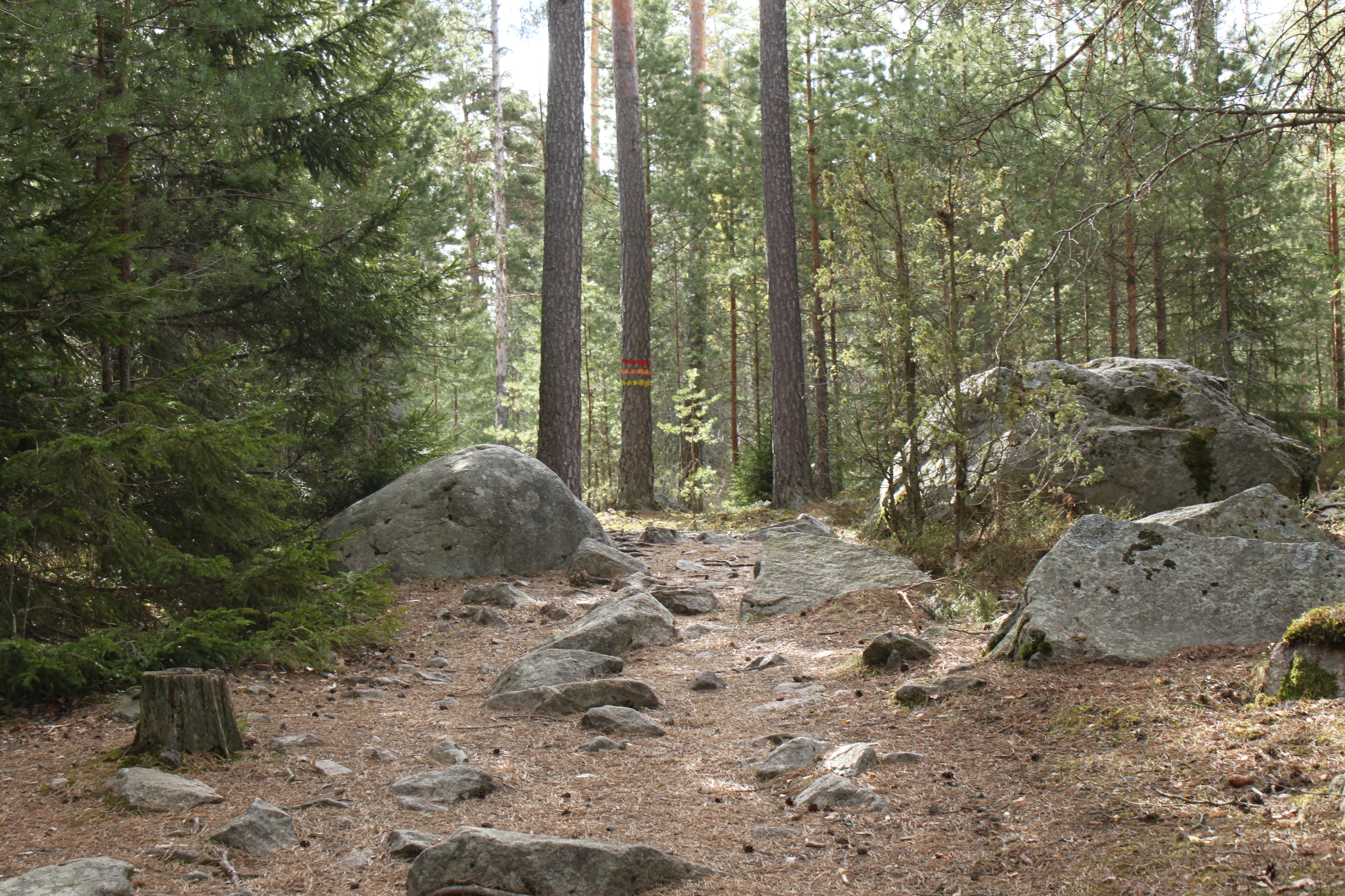En bred men ojämn och stenig stig går genom tät skod. På en trädstam finns flera stigmarkeringar i olika färger.