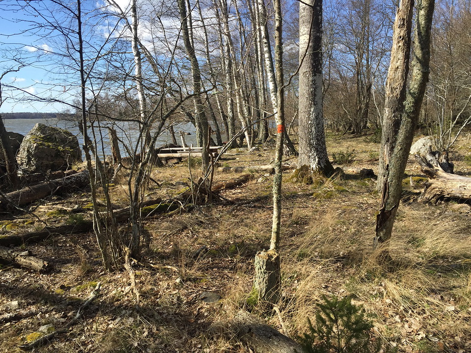 Orange prick på träd i förgrunden, bakom ett picknickbord vid strandkanten.