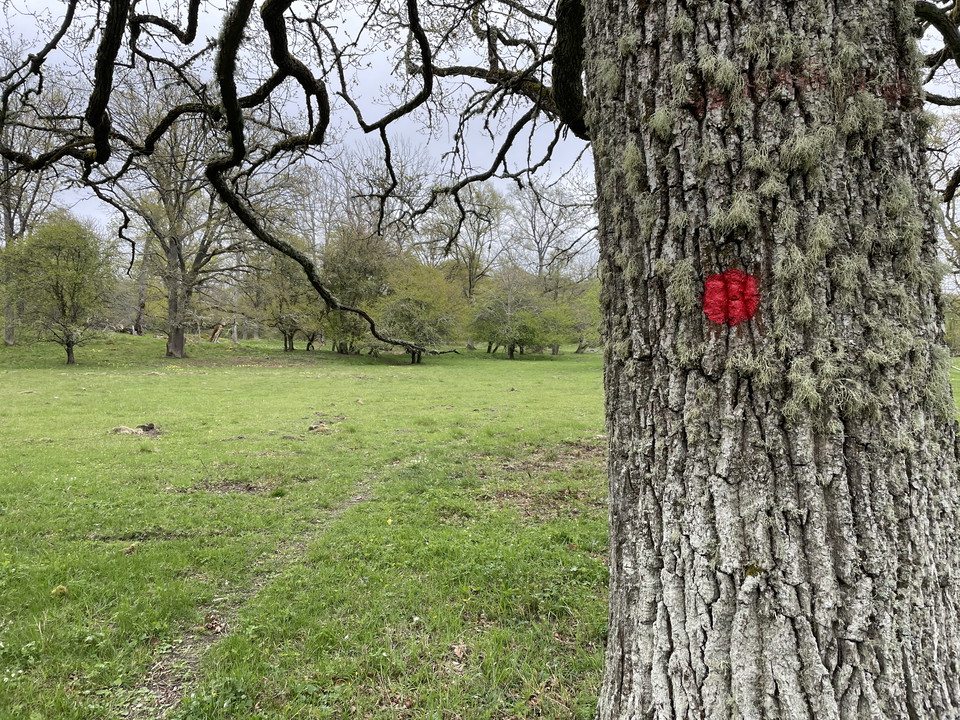 Röd prick på ett träd som markerar sträckningen för stigslingan genom en beteshage.