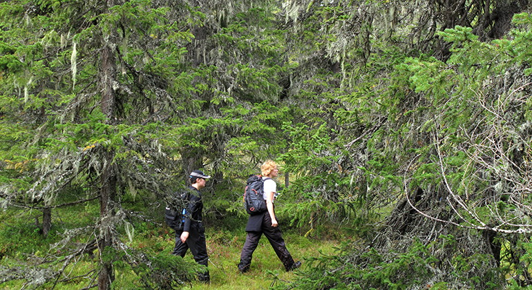 Vandring i Krutbergens naturreservat.