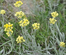 Hedblomster.