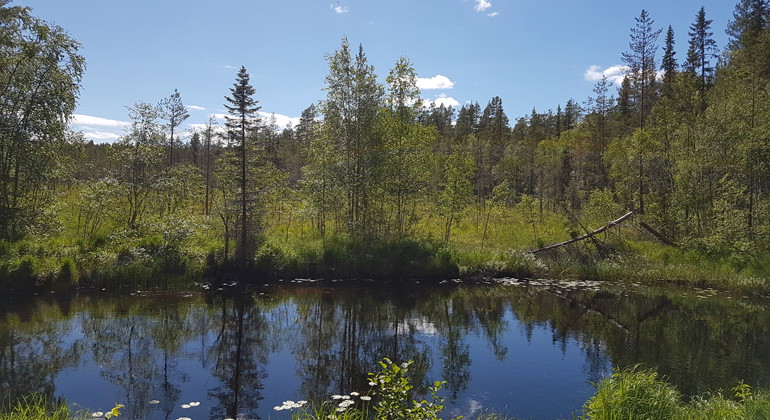 Omväxlande myrmiljö i Kvarnmyrorna.