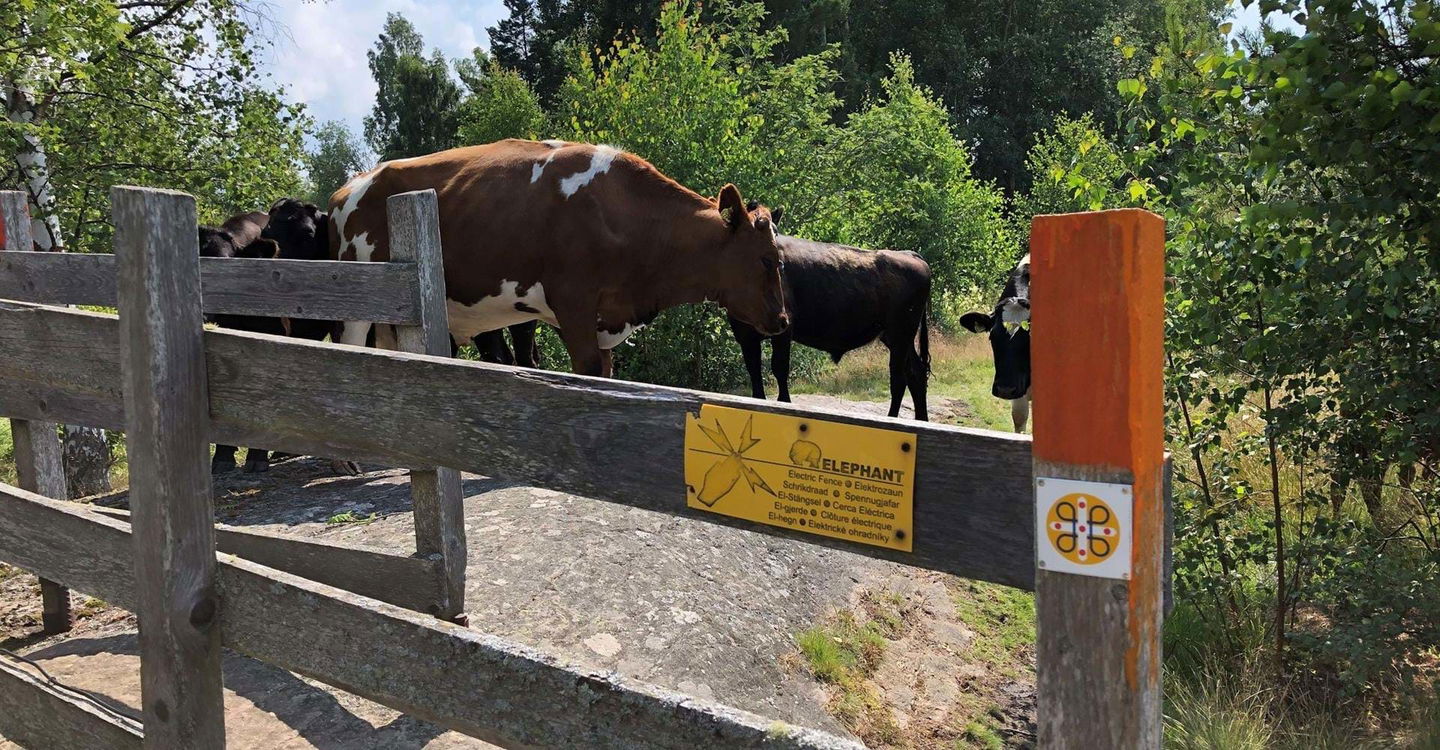 Betsdjur Stora Lund
Etapp Ödeshög-Stocklycke.
Ödeshög.