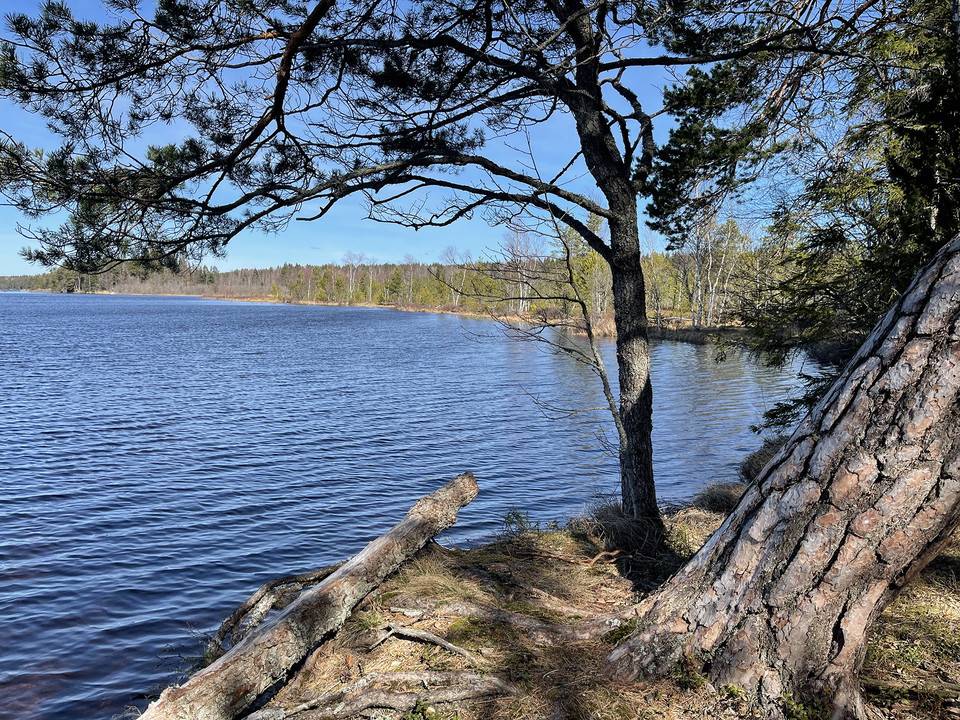 Ung tall växel bredvid en gammal, lite böjd tall invid vattnet.