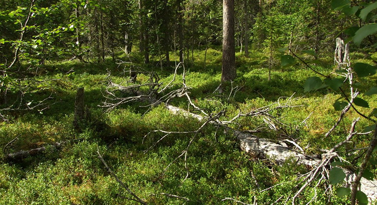 Nybruksberget.