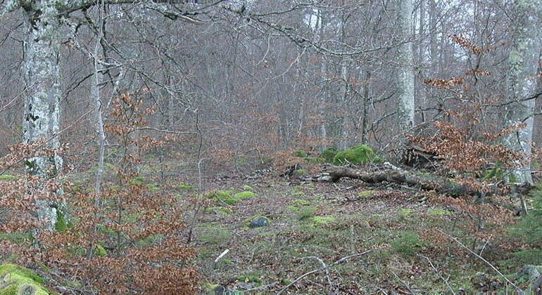 Fotograf: Pierre Stjernstedt