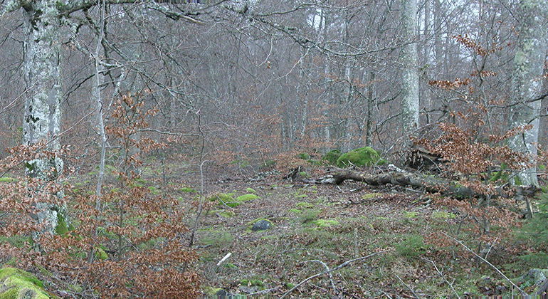 Fotograf: Pierre Stjernstedt