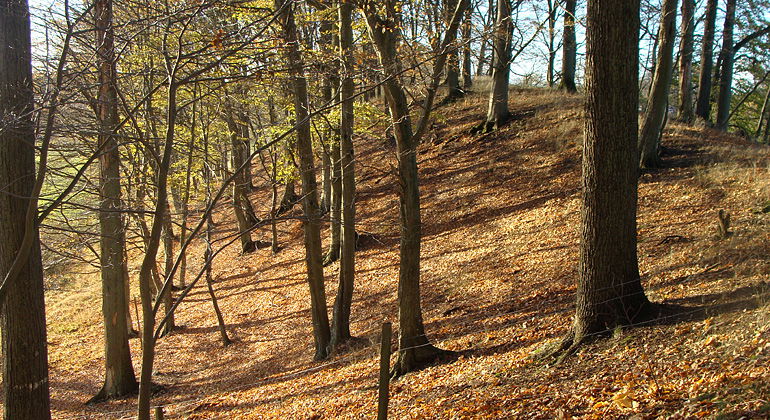 Lövskog på rullstensås.