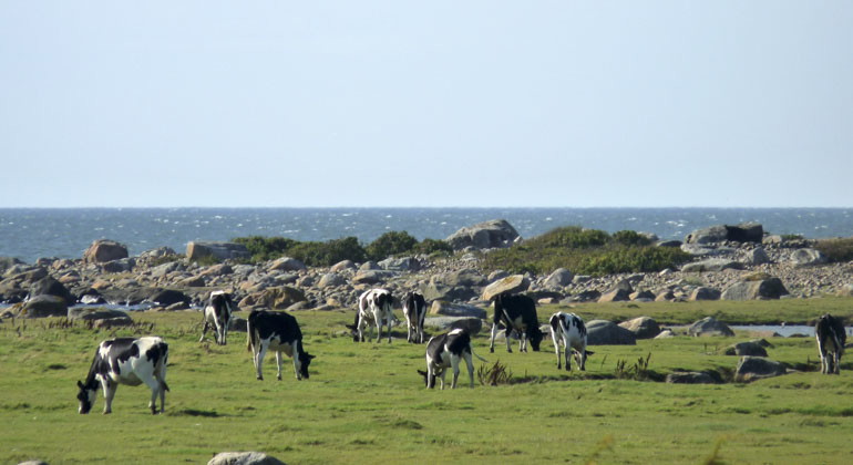 kor som går och betar vid havet
