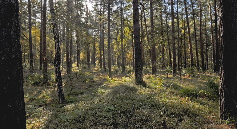 Tallskog.