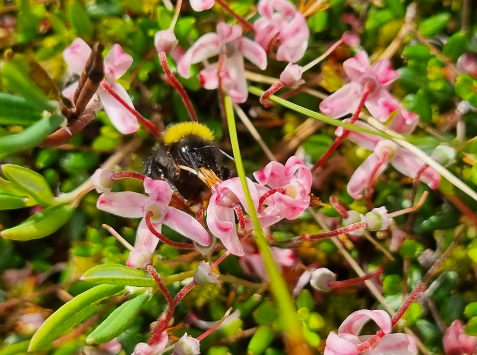 Hertigparets vandringsled, Byamossarna