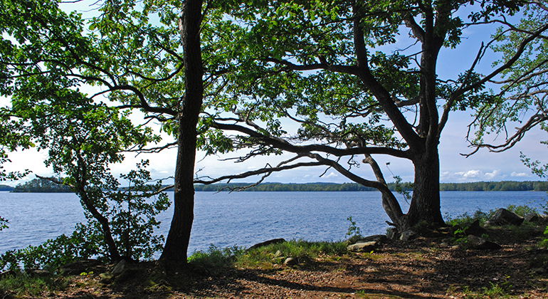 Strandkanten vid Immeln.
