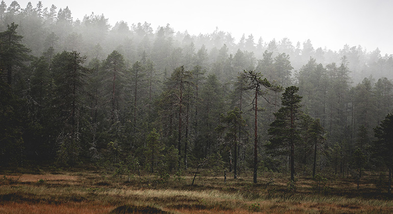 Averåfjället träder fram ur dimman från myren. Foto Anders Tedeholm.