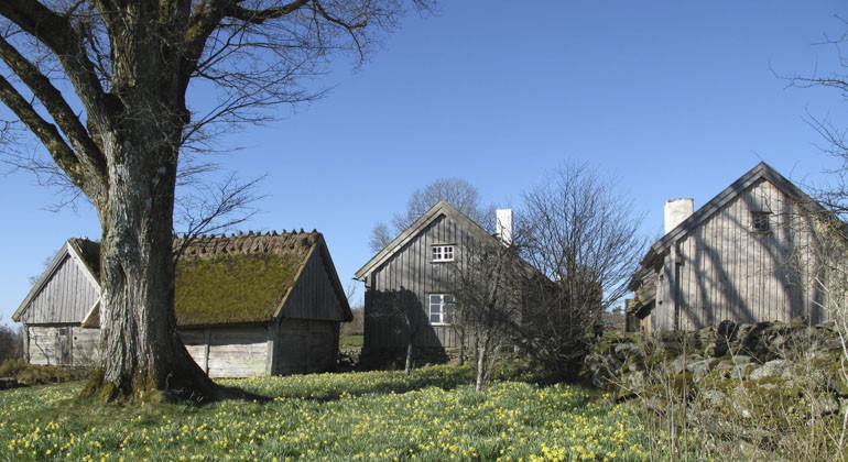 tre trähus vid ett träd