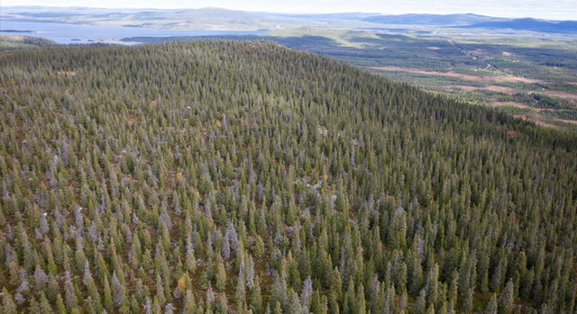 Stor-Getarberget