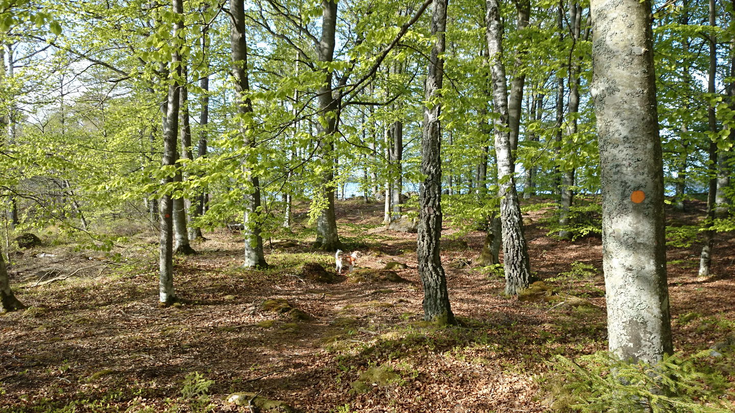Fotograf: Peter Lönn
