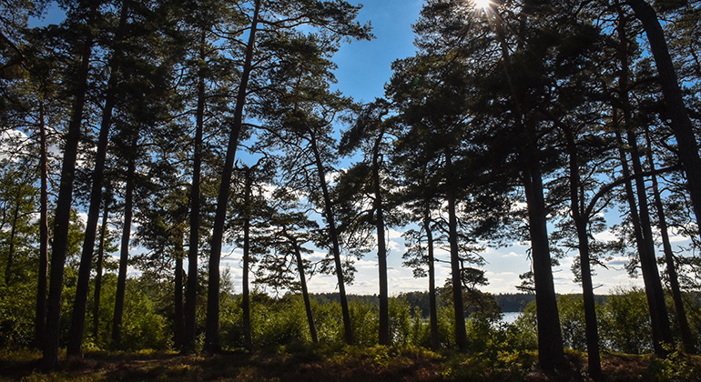 Foto: Länsstyrelsen i Kronobergs län
