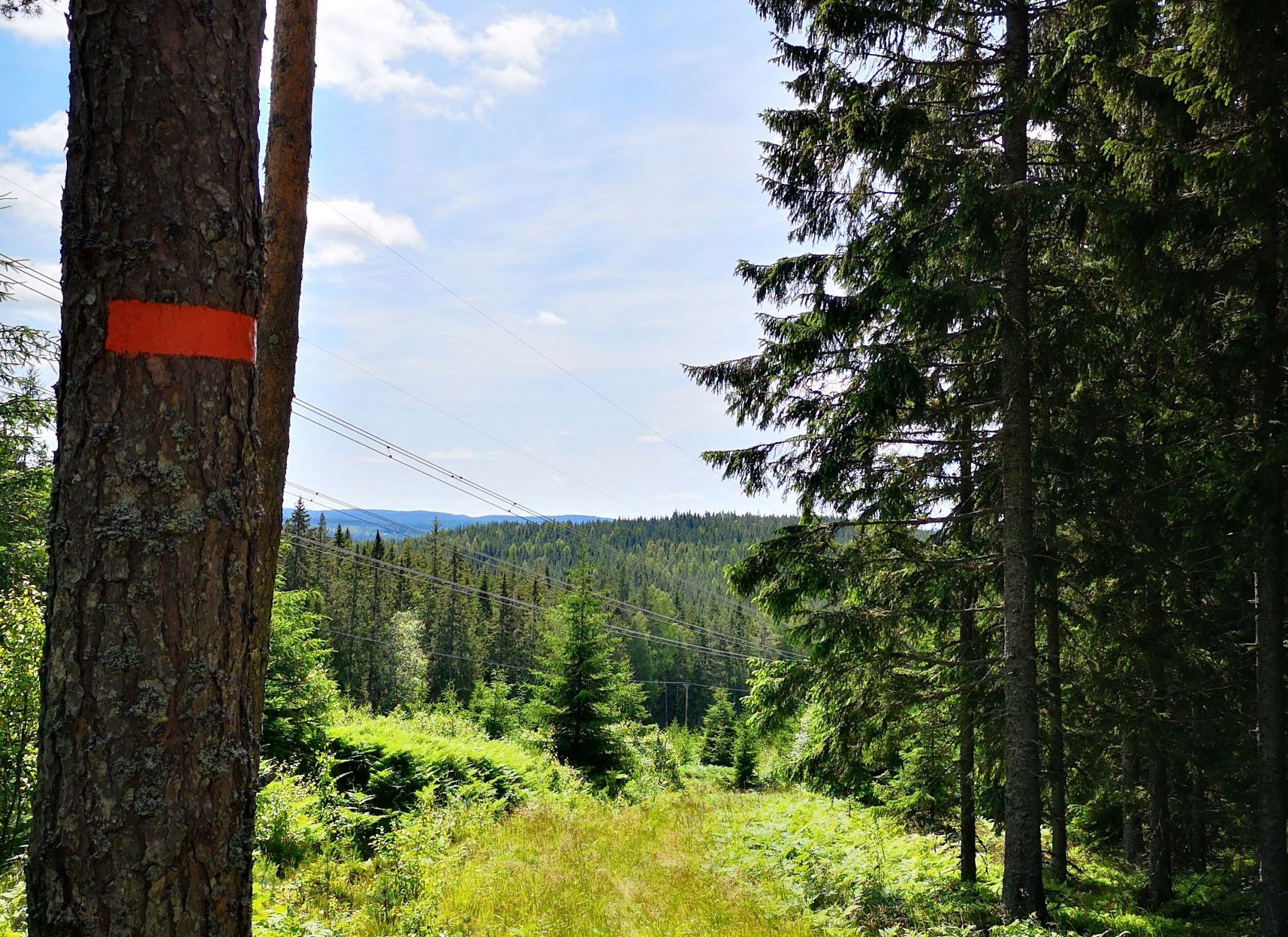 Längs med leden