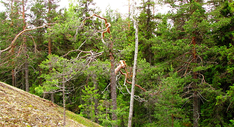 Skog och hällmarker.