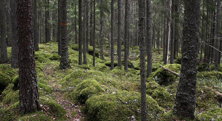 Södra leden i Kamptjärnsbrännan.