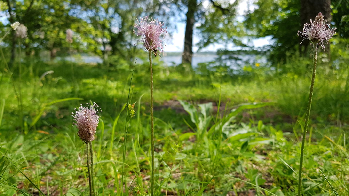 Rödkämpar. Foto Lidingö stad
