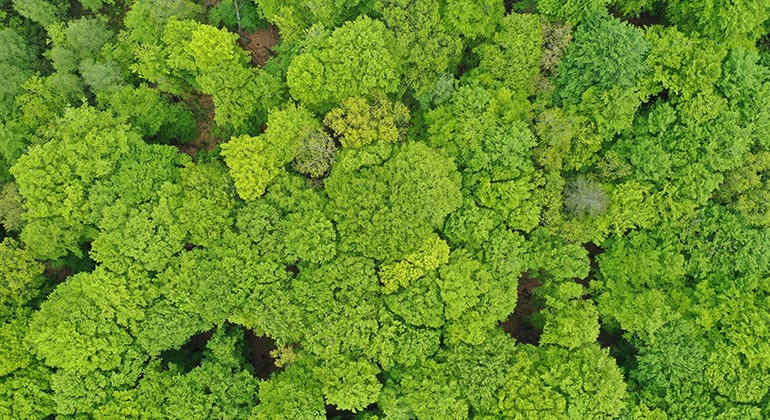 vy från ovan över grönskande skog