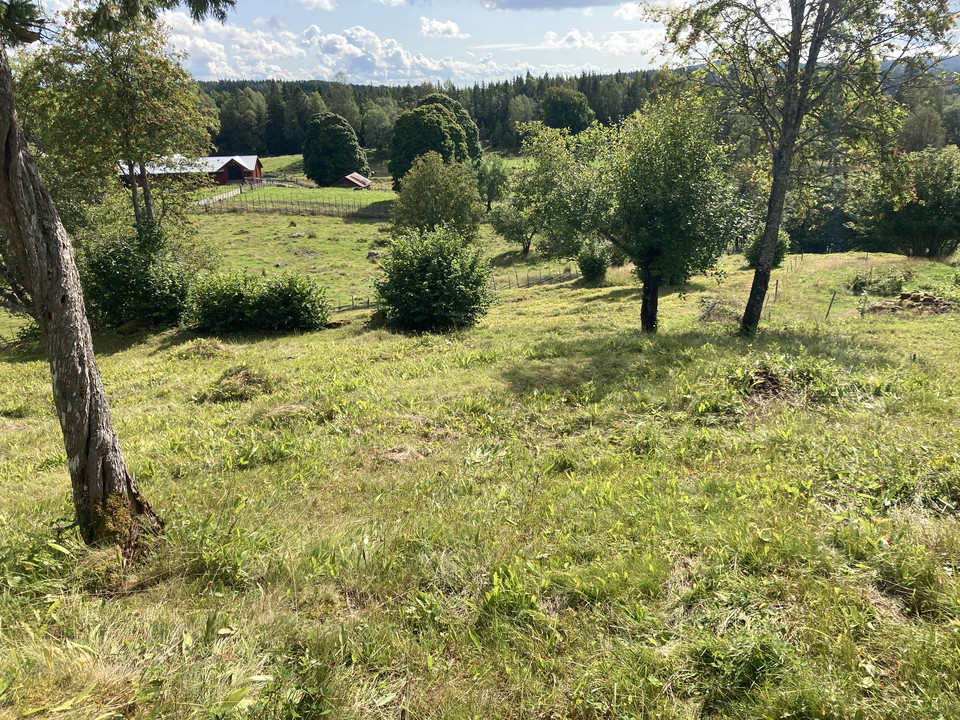 Öppet kulligt landskap med buskar och lövträd där man skymtar en gammal finngård i bakgrunden.