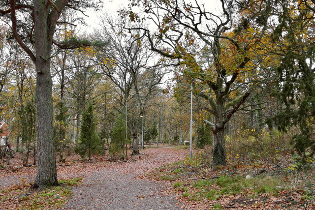 Rockneby motionsspår