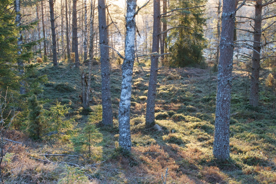 Fotograf: Tobias Ivarsson