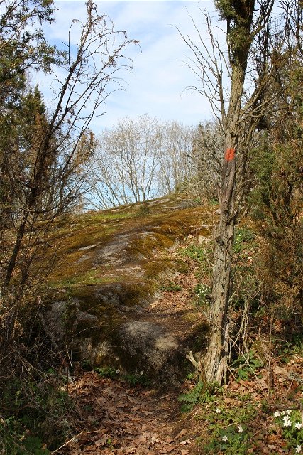 En mycket brant och stenigt parti av stigen. Vid stigen är en stigmarkering målad på en trädstam.