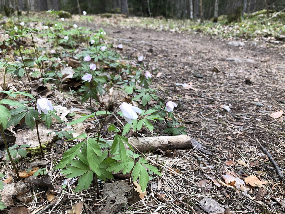 Vitsippor längs stigkant.