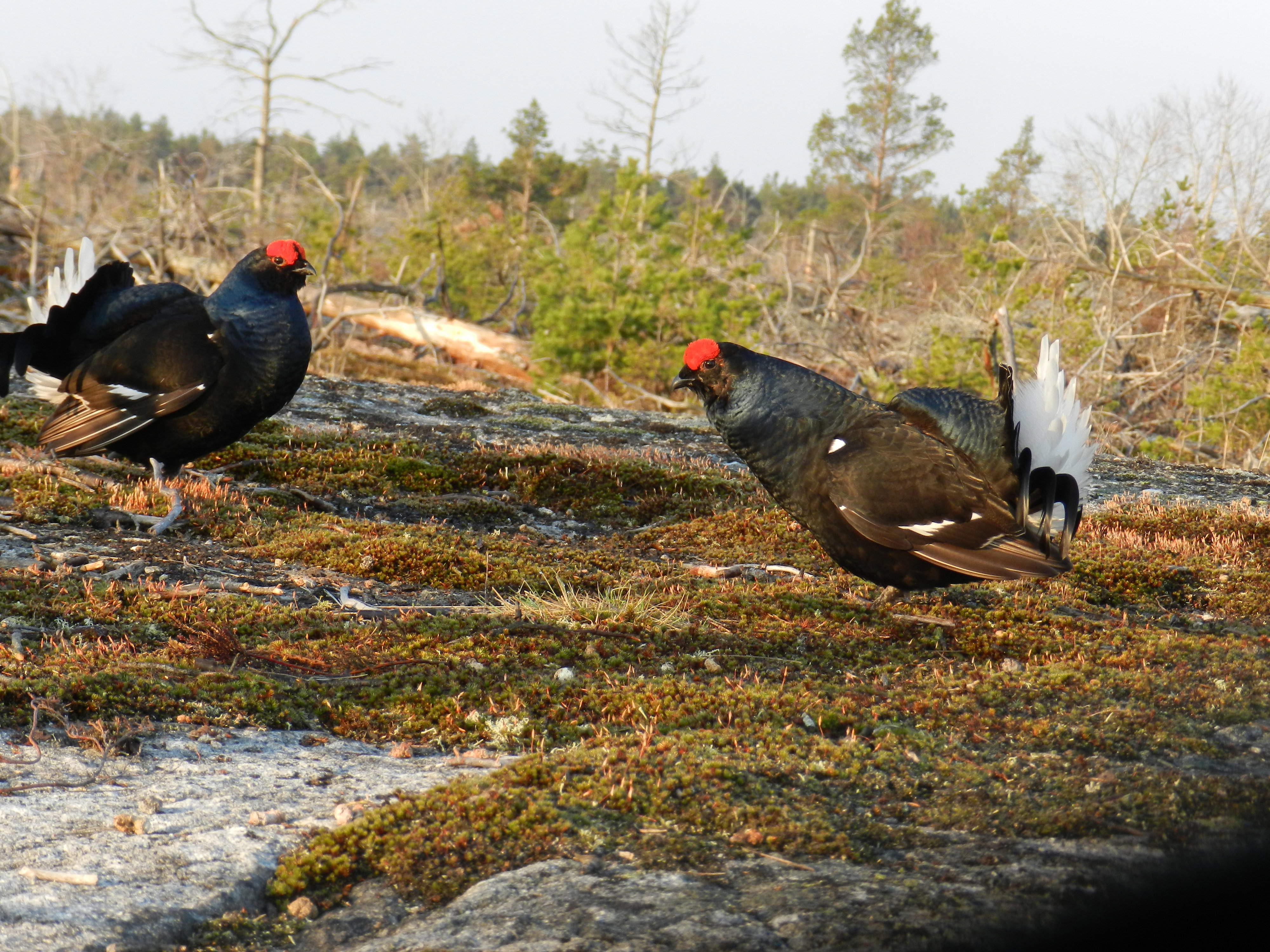 www.naturkartan.se