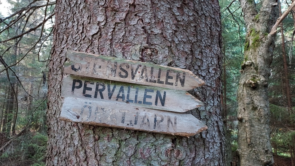Gamla skyltar på en stor vallgran på Kalvsvallen