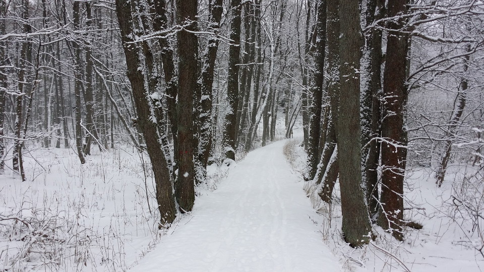 Gångstig genom alkärr vid Ekholmsnäs. Foto Lidingö stad