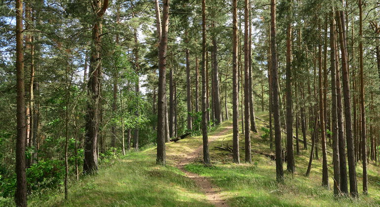 Stig genom tallskog.