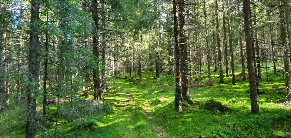 Kärrväg genom granskog.