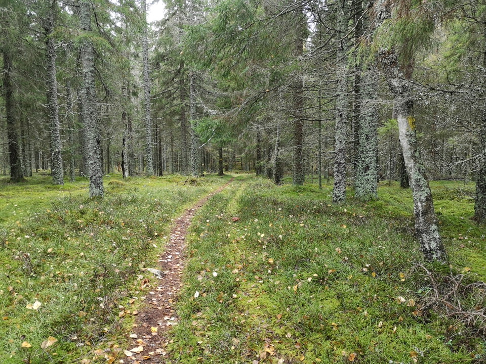 Längs med leden