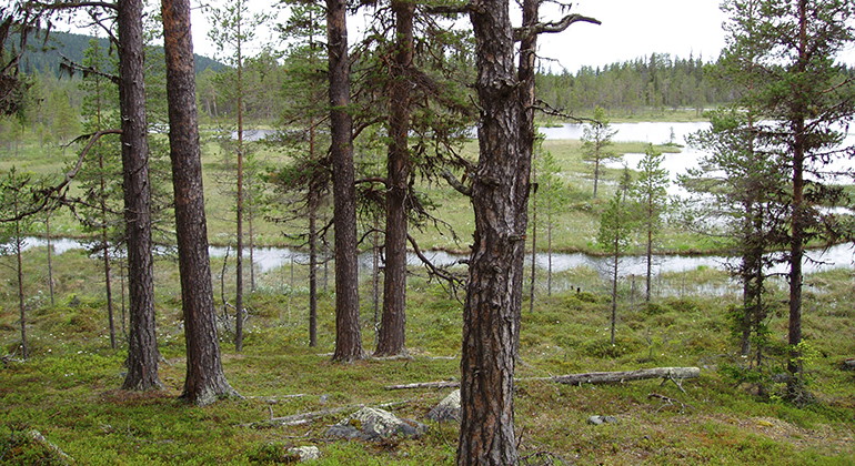 Fräkentjärnarna.