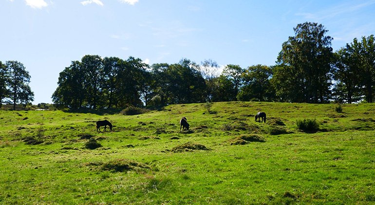 hästar som går i en hage i reservatet