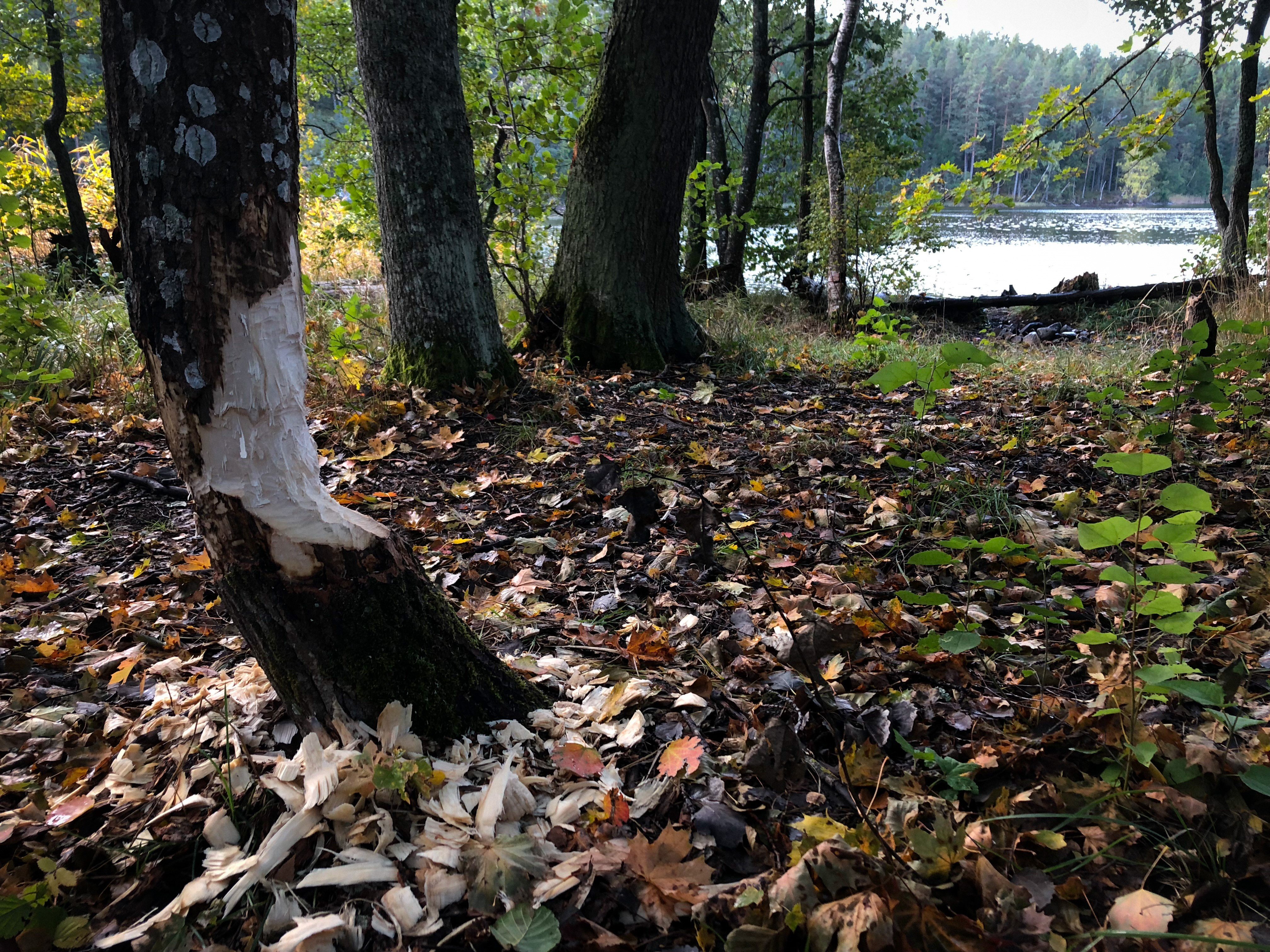 Ett, av bävrar, gnaget träd med sjö i bakgrunden.