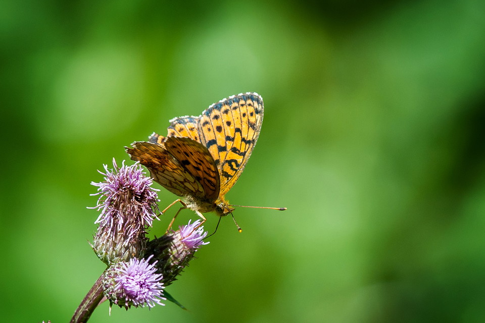 Ängspärlemorfjäril. Foto: Johan Pontén