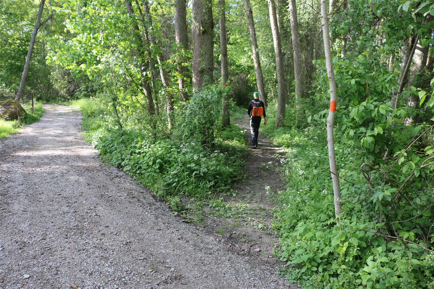 En person med ryggsäck går på en stig i skogen med orange ledmarkering. Stigen går in i skogen från en grusväg.