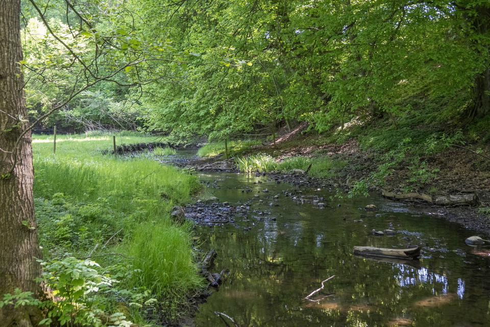 Slingrande bäck kantad av äng och skog