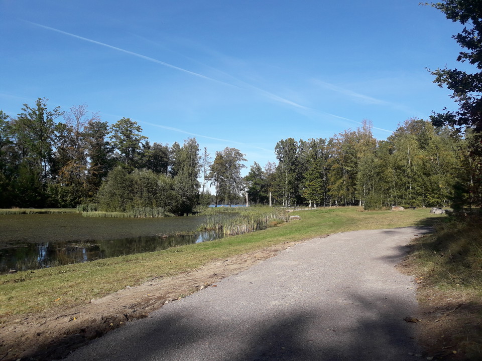 Dagvattendamm med fågelliv