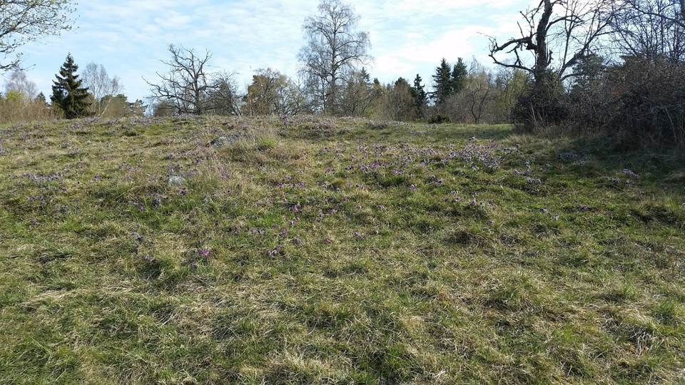 Blommande backsippor i torrängsbacken Calmare Hage.